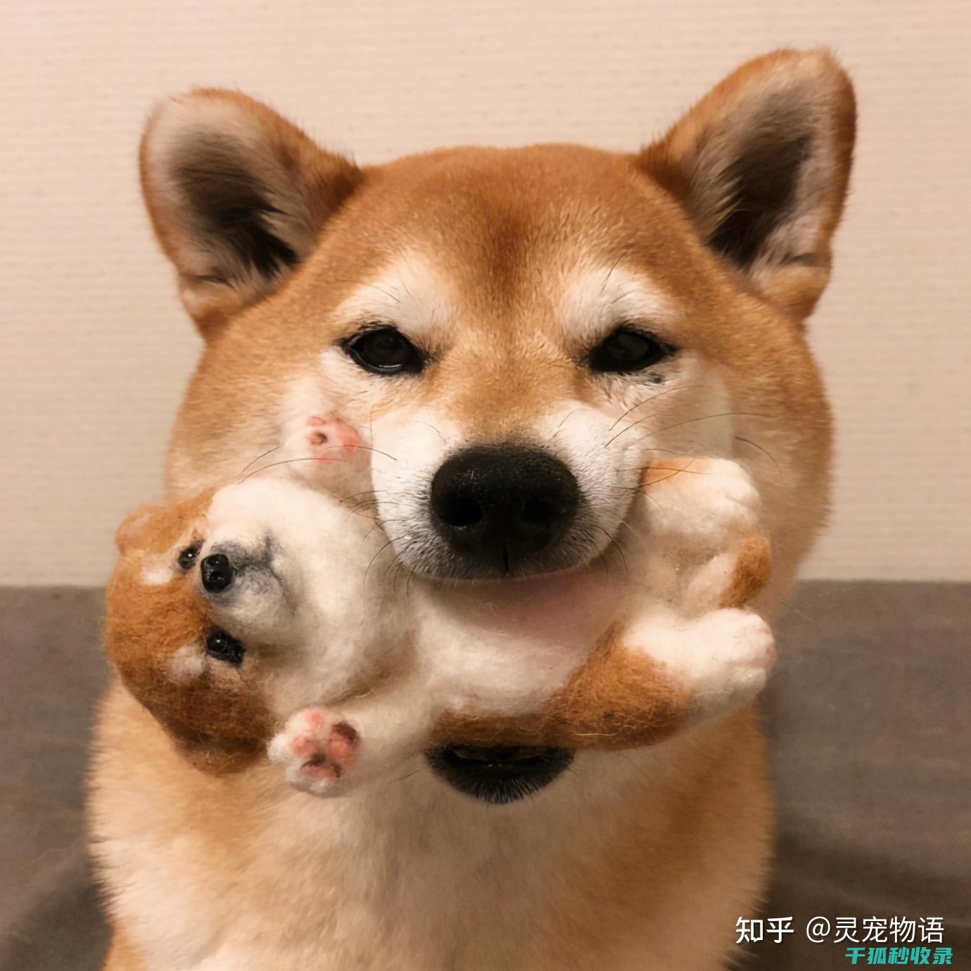 狗狗训练口令：如何选择合适的口令词 (狗狗训练口令大全)