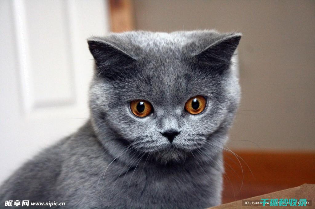猫咪应激反应：从生理到心理的全方位解读 (猫咪应激反应怎么缓解)