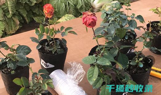 冬季花卉施肥时机与包装的