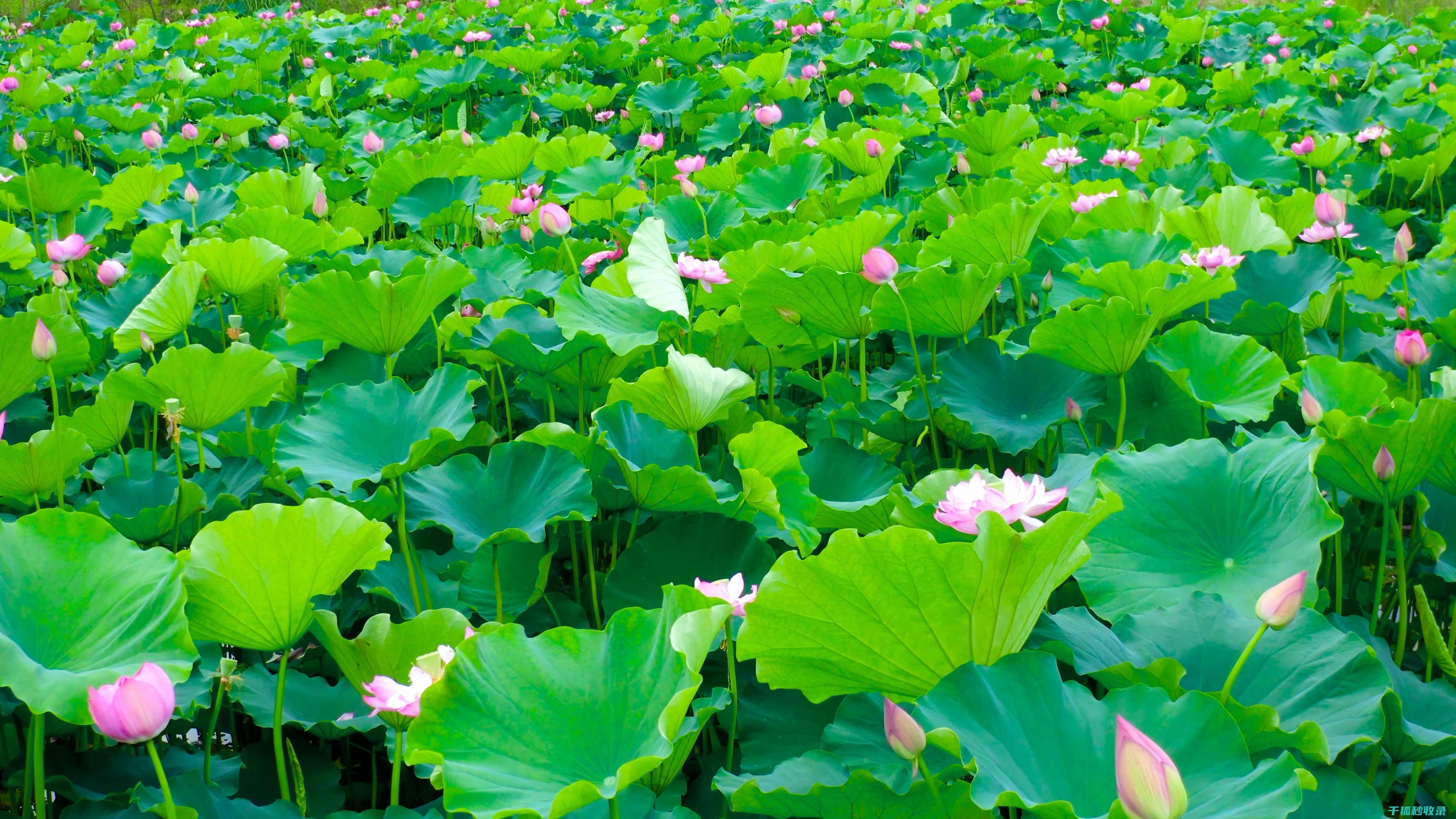 夏季花卉施肥时机与肥料的溶解速率 (夏季花卉施肥的注意事项)