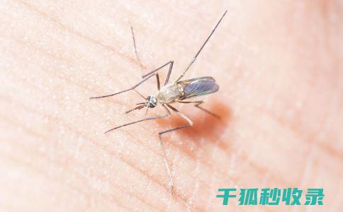蚊虫叮咬后的图片