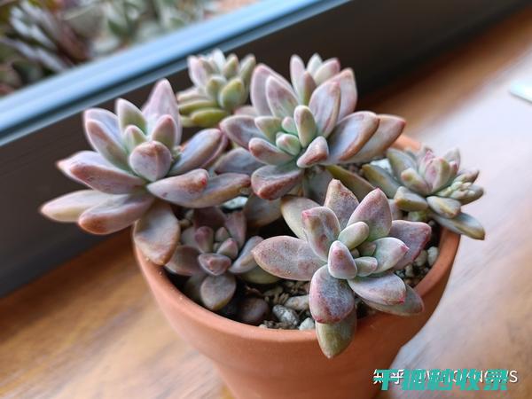 多肉植物养护全方法：从选土到浇水的每一个细节 (多肉植物养护技巧)