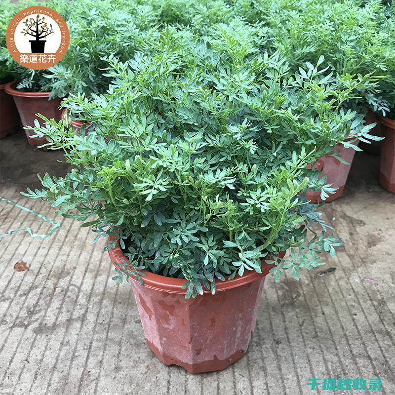 驱蚊植物的种植与应用：让您的家充满健康气息 (驱蚊植物的种类)