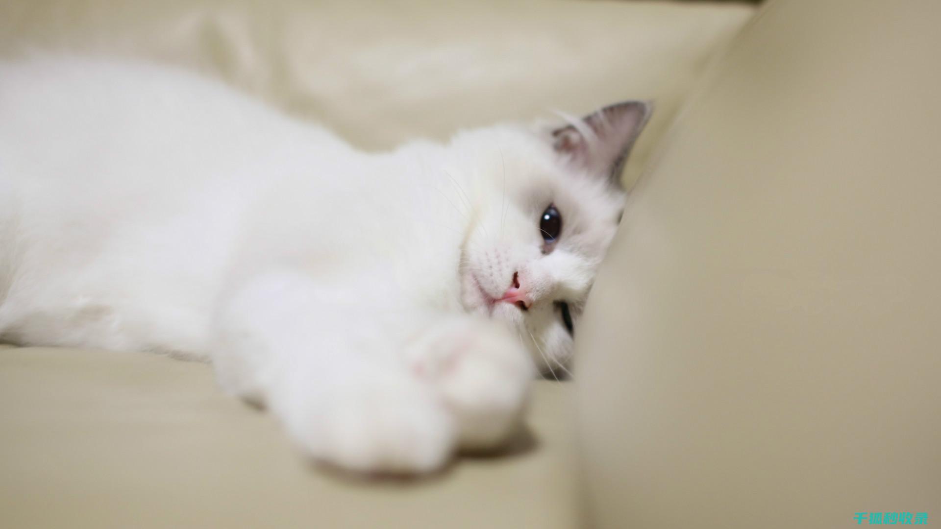 猫砂除臭新观念：从被动接受到主动管理的转变 (猫砂除臭剂怎么用)